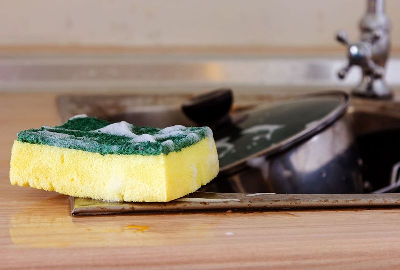 Keeping Ancient Sponges