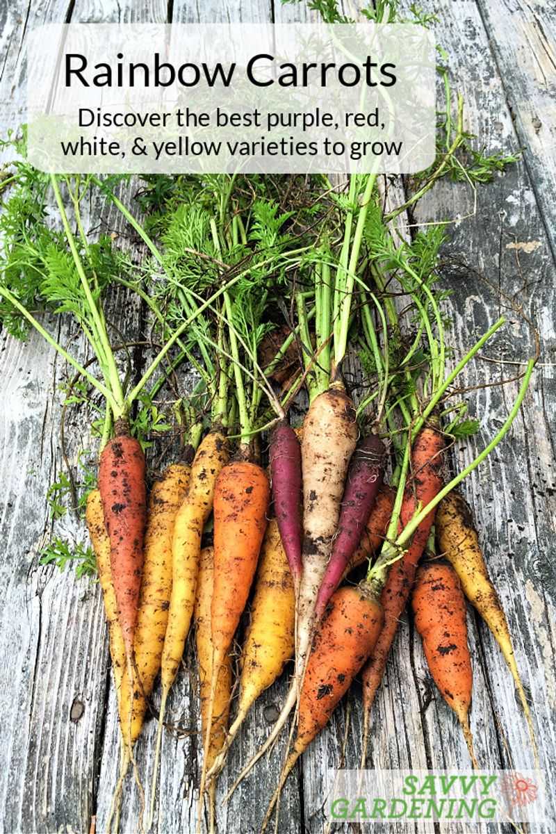 Colorful Carrots