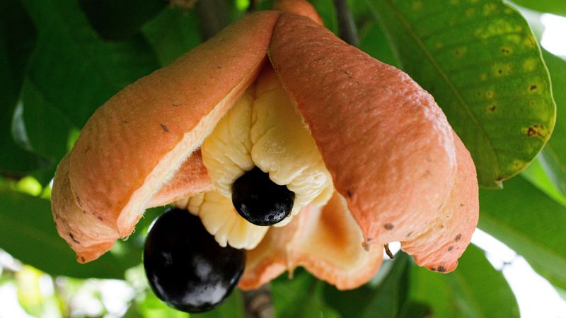 Ackee Fruit