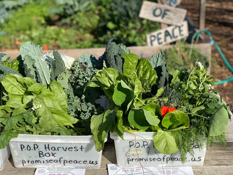 Leafy Greens
