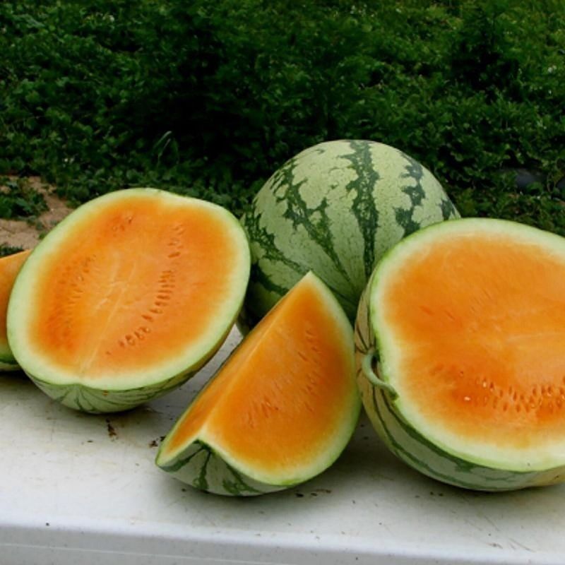 Tendersweet Orange