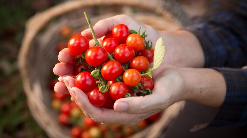 Tomatoes