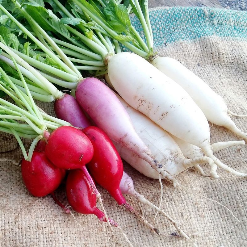 Radishes Release Detoxifying Compounds