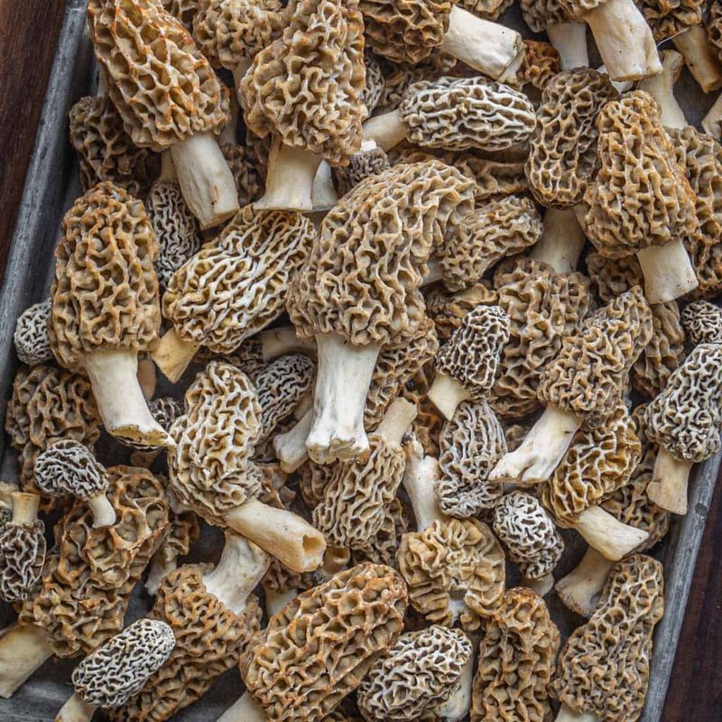 Wild Mushrooms: Forest Floor Roulette