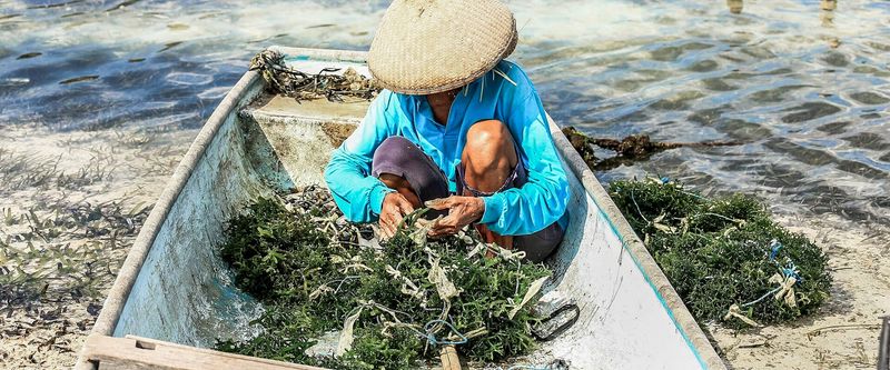 Seaweed