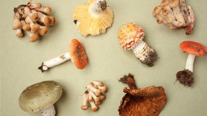 Wild Mushrooms