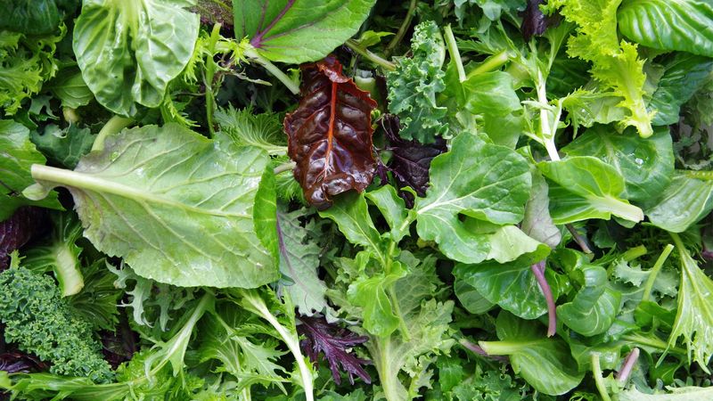 Leafy Greens: Nature's Multivitamin