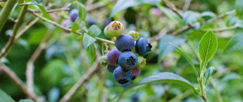 Picking the Wrong Ripeness