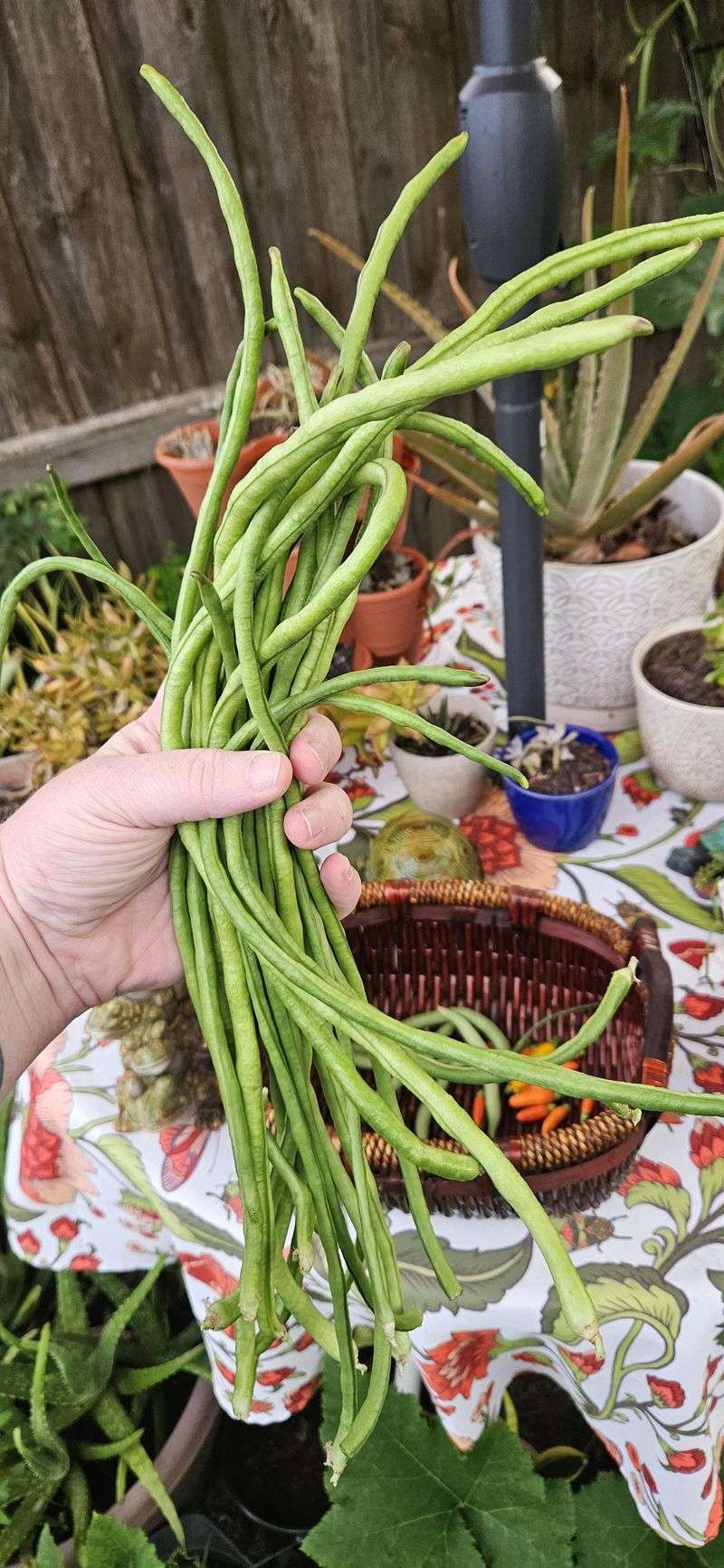 Yardlong Beans: The Incredible Stretchers