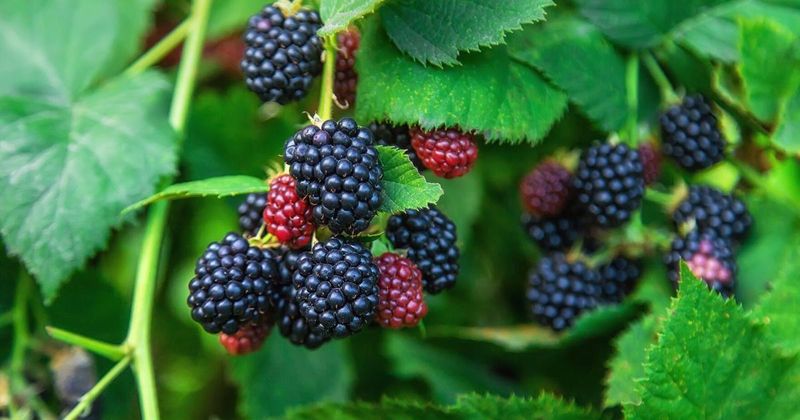 Blackberries: Dark Berries with a Shadowy Chemical Profile
