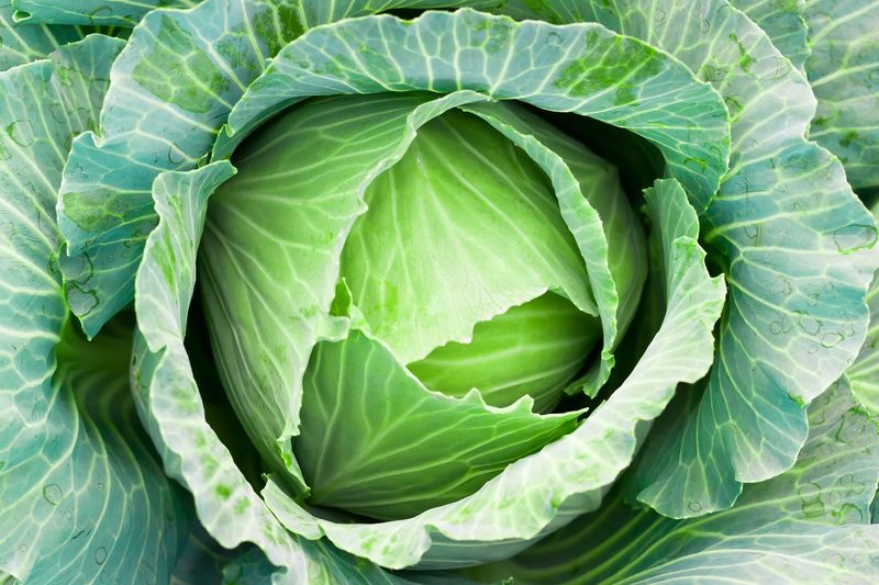 Cabbage: The Underrated Nutritional Bargain