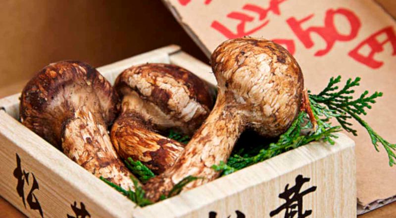 Matsutake Mushrooms from Japan