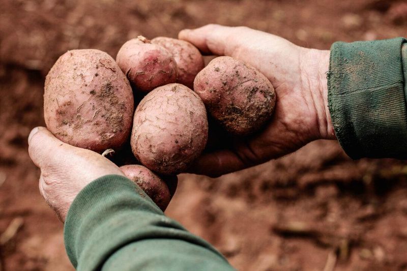 Potatoes: America's Favorite Veggie Hides Underground Dangers
