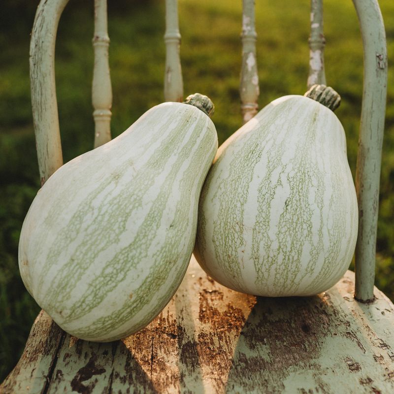 Tennessee Sweet Potato Pumpkin