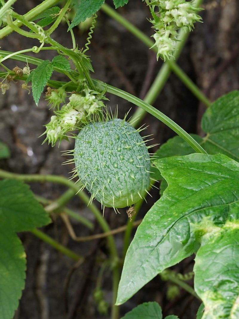 Wild Cucumber