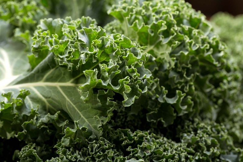 Kale - The Nutrient-Dense Superfood