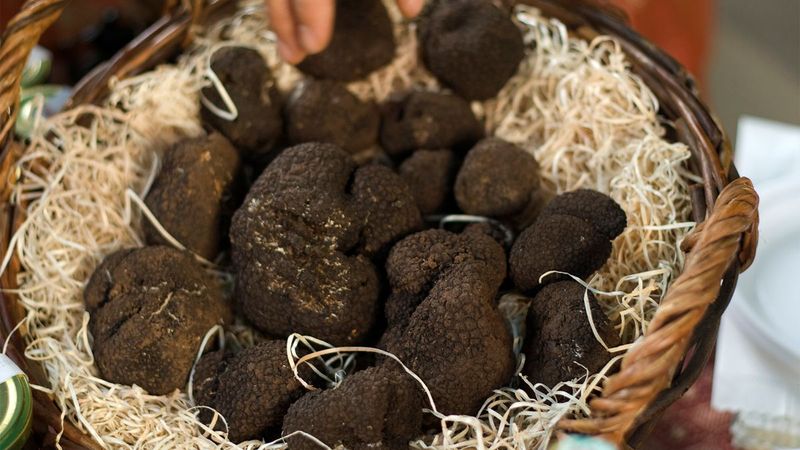 Truffles: Underground Treasures Fit for Emperors