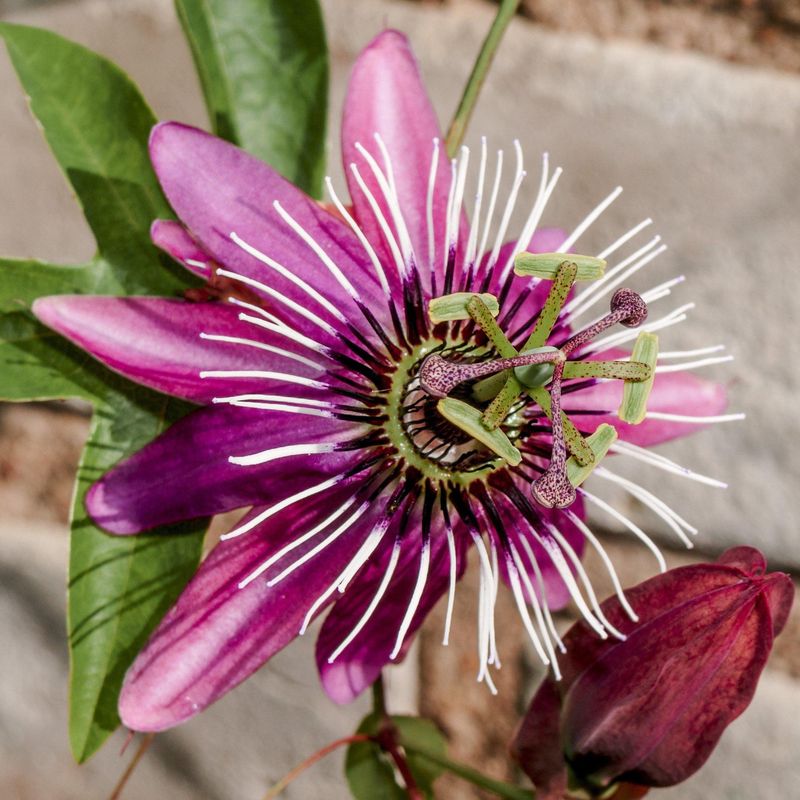 Passionflower