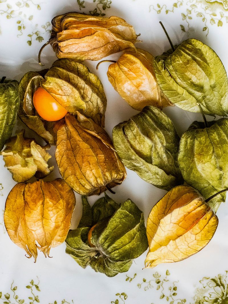 Physalis (Golden Berry)