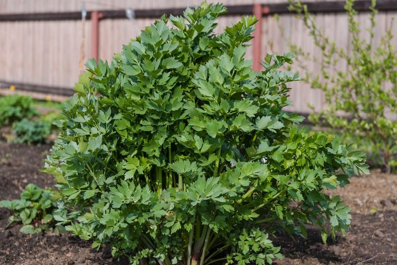 Lovage: The Forgotten All-Purpose Herb