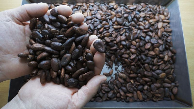 Sustainable Cocoa Commitment
