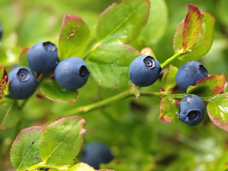 Bilberries: Europe's Vision-Protecting Treasure