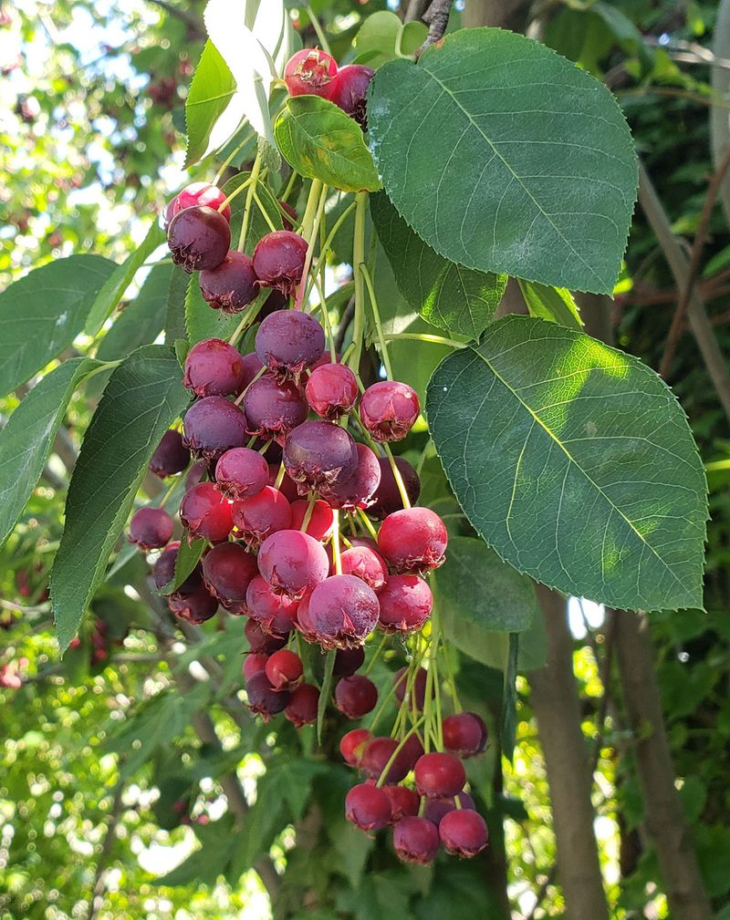 Serviceberry