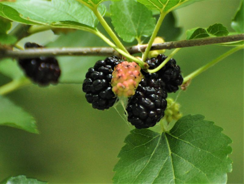Mulberries: Wild Summer Treasures