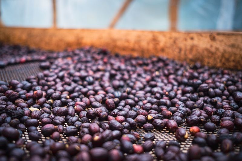 Costa Rica: Meticulous Processing Mastery