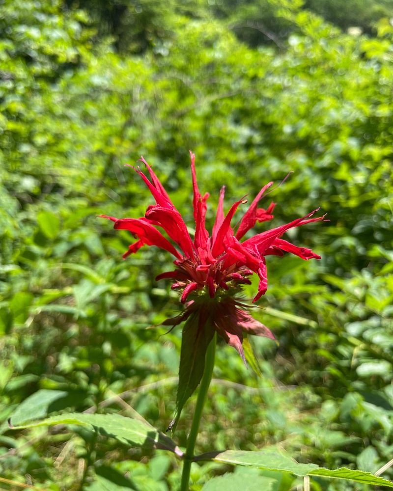 Sumpweed