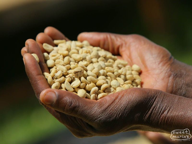 Kenya: Vibrant Acidity in Every Sip