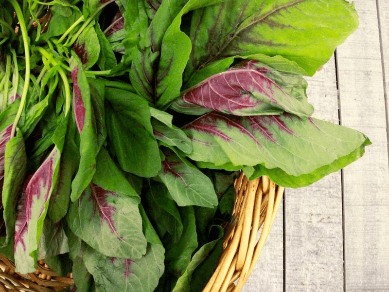 Amaranth Leaves