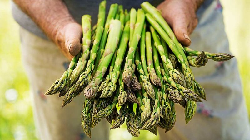 Asparagus