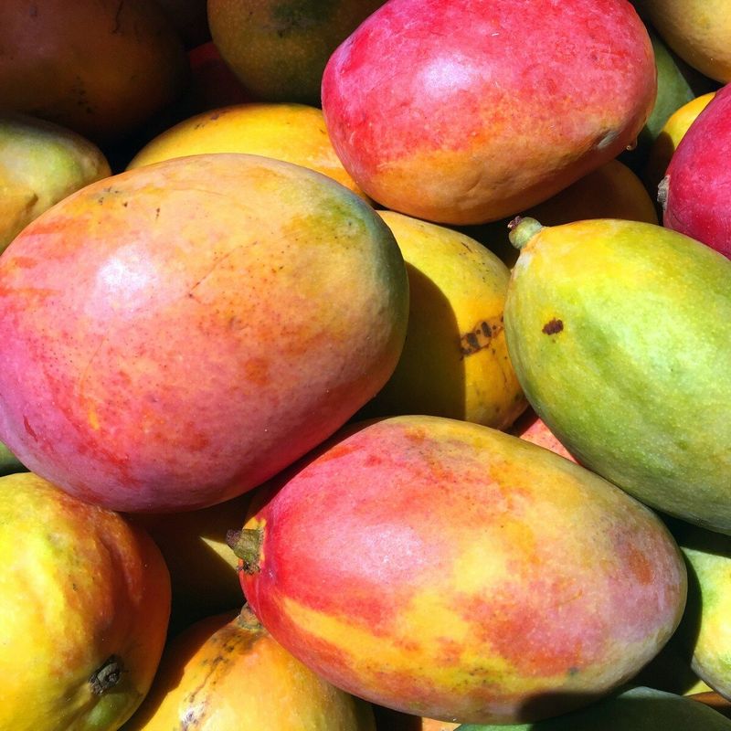 Mangoes: Tropical Treasures on a Timeline