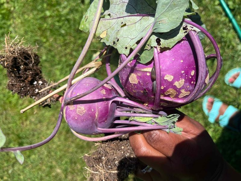 Kohlrabi: The Alien Vegetable
