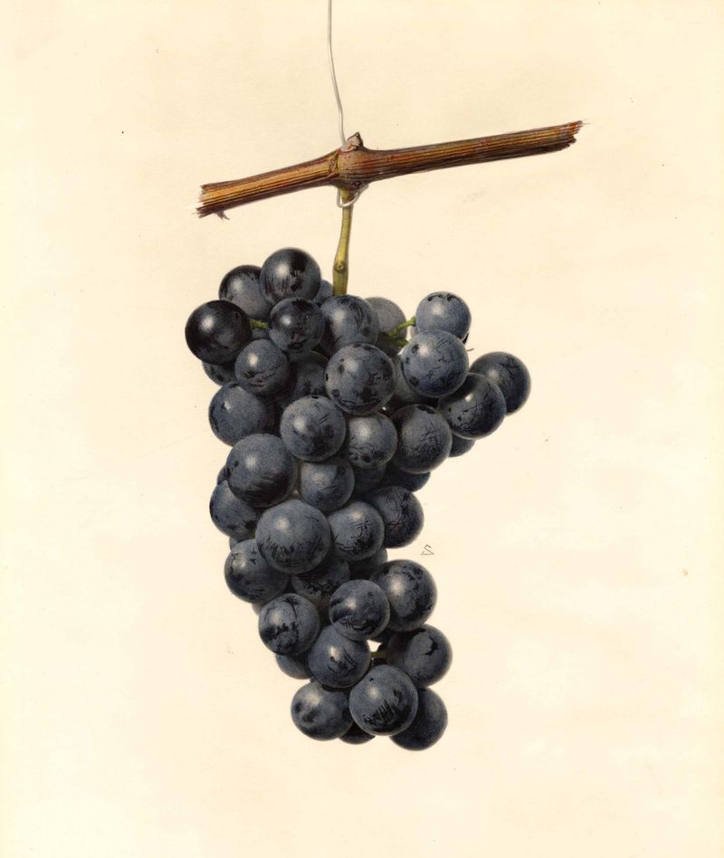 Concord Grapes: Bold Purple Flavor Bombs