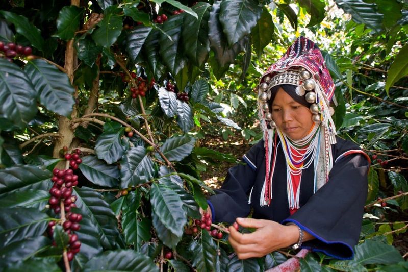 Thailand: The Rising Star of Asian Coffee