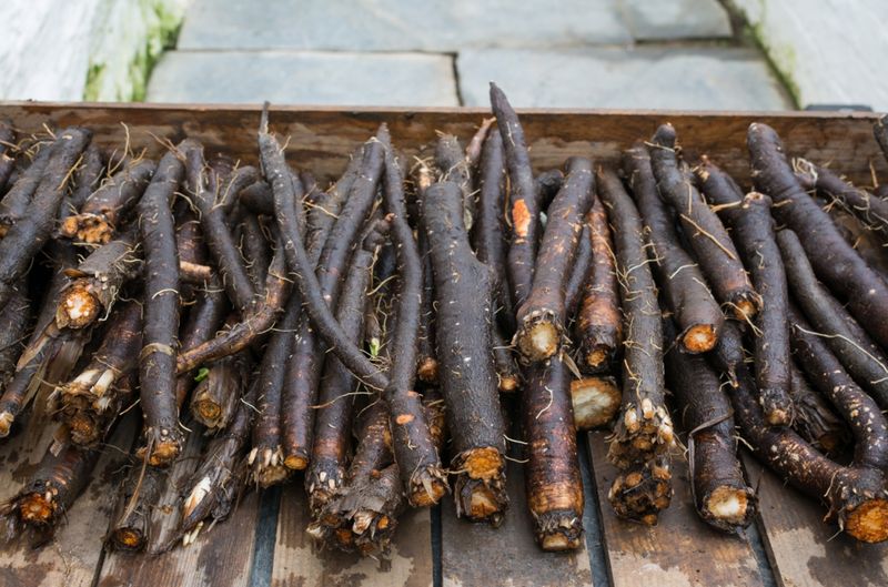 Scorzonera: Black Salsify's Mysterious Appeal