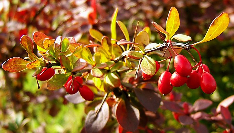 Barberry