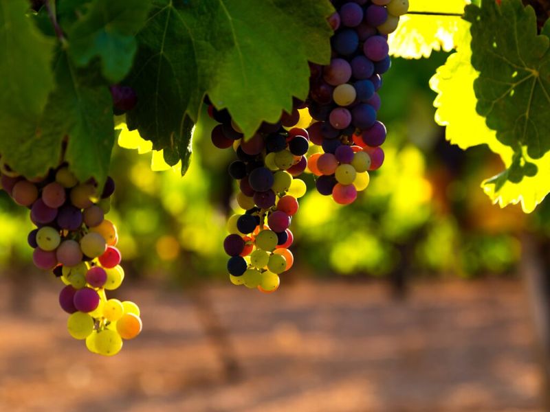 Grapes: Tiny Fruits, Big Chemical Load