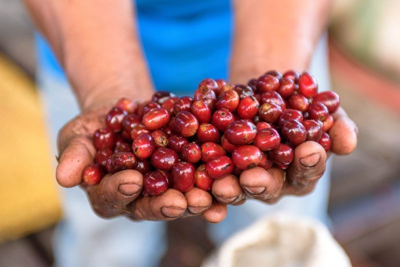 Panama: Home of the Legendary Geisha