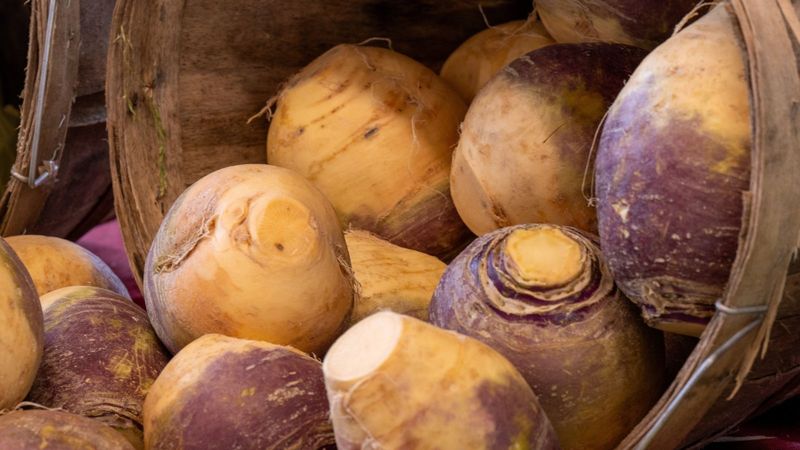 Rutabaga: The Forgotten Winter Root