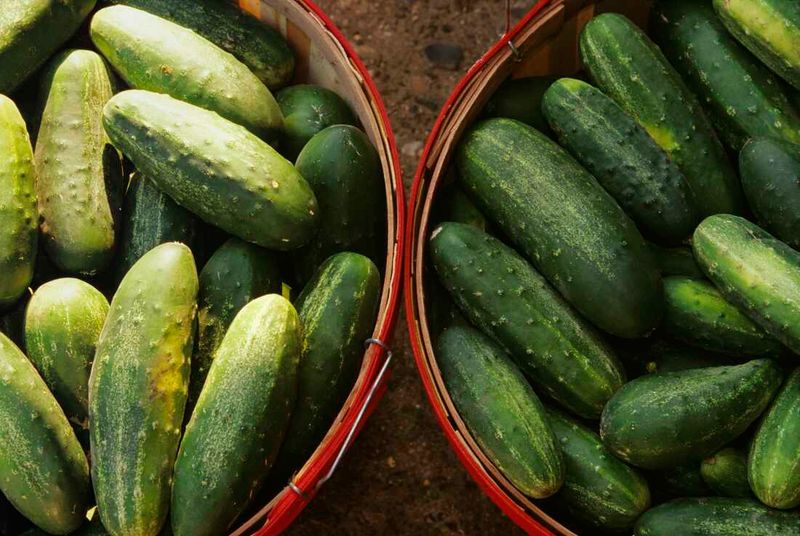 Salmonella: The Produce Invader