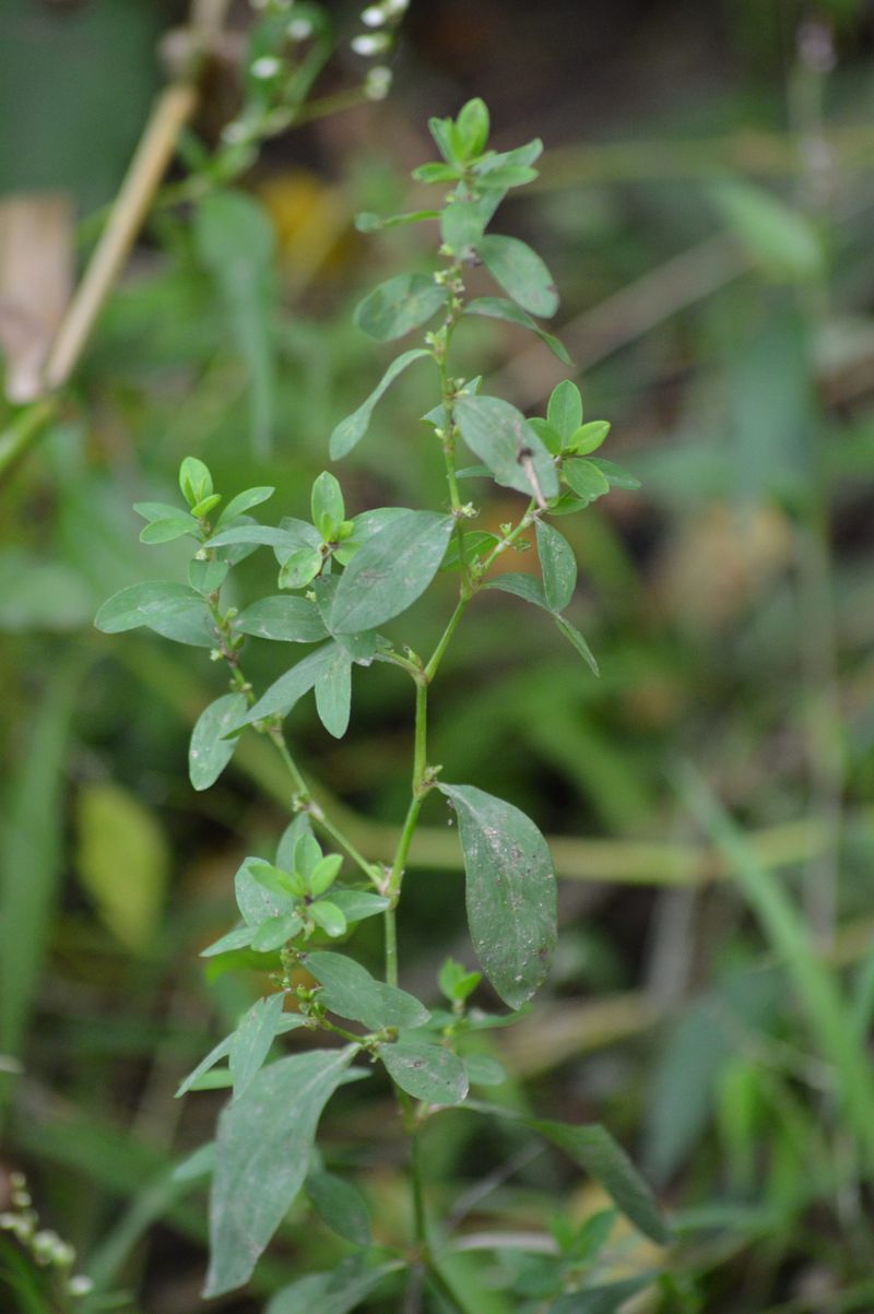 Erect Knotweed