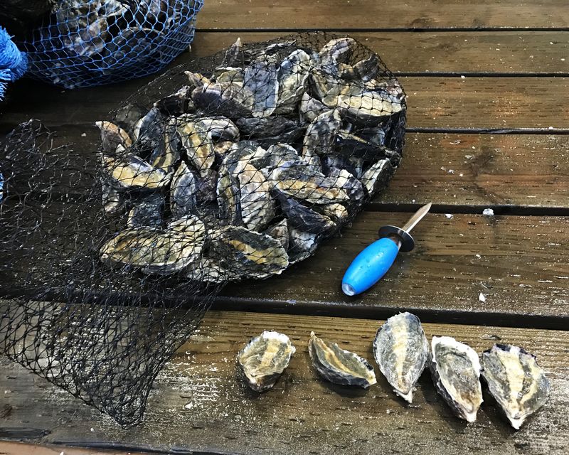 Oysters