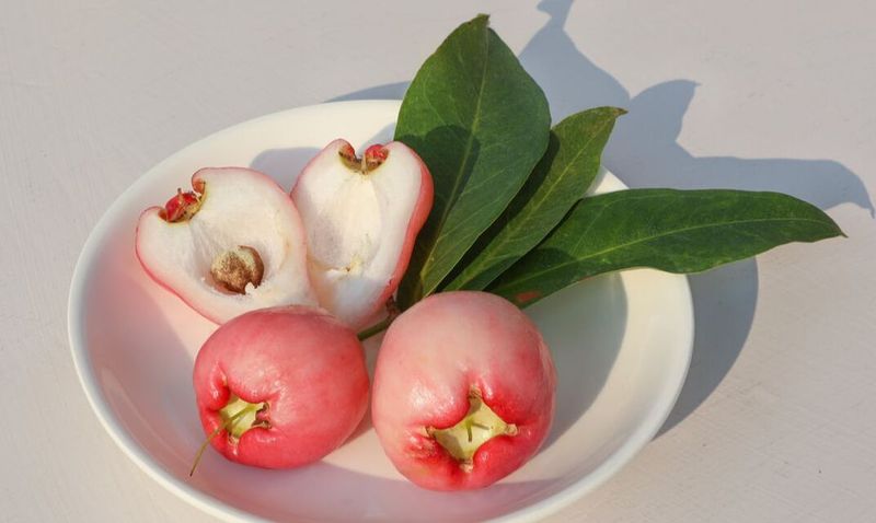 Rose Apple