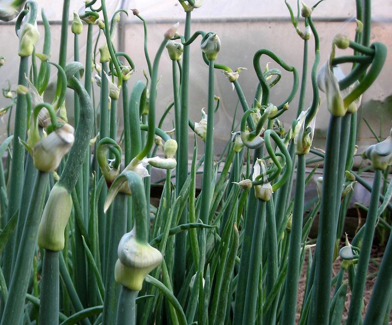 Walking Onions: The Self-Planting Alliums