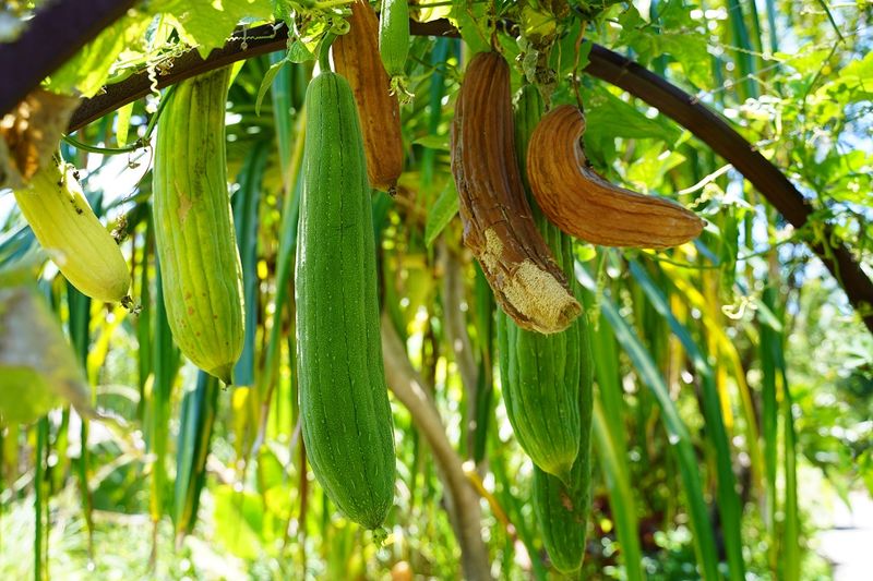 Luffa Gourd: From Vegetable to Sponge