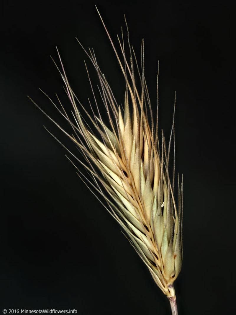 Little Barley