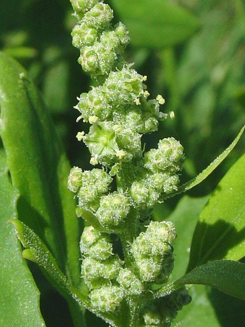 Pitseed Goosefoot